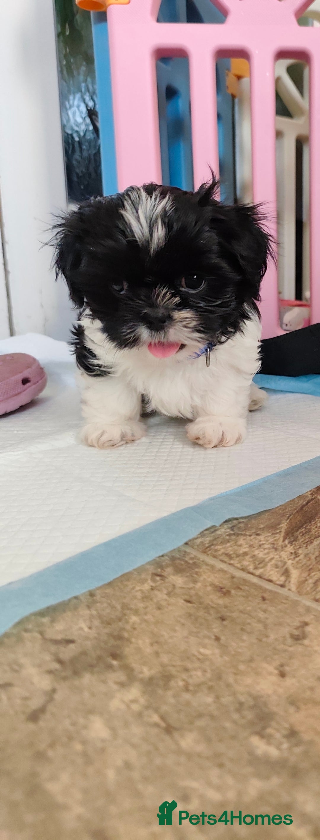 Shih Tzu dogs for sale: Shih Tzu puppies 1 boy available Redy Now!!! - Image 16