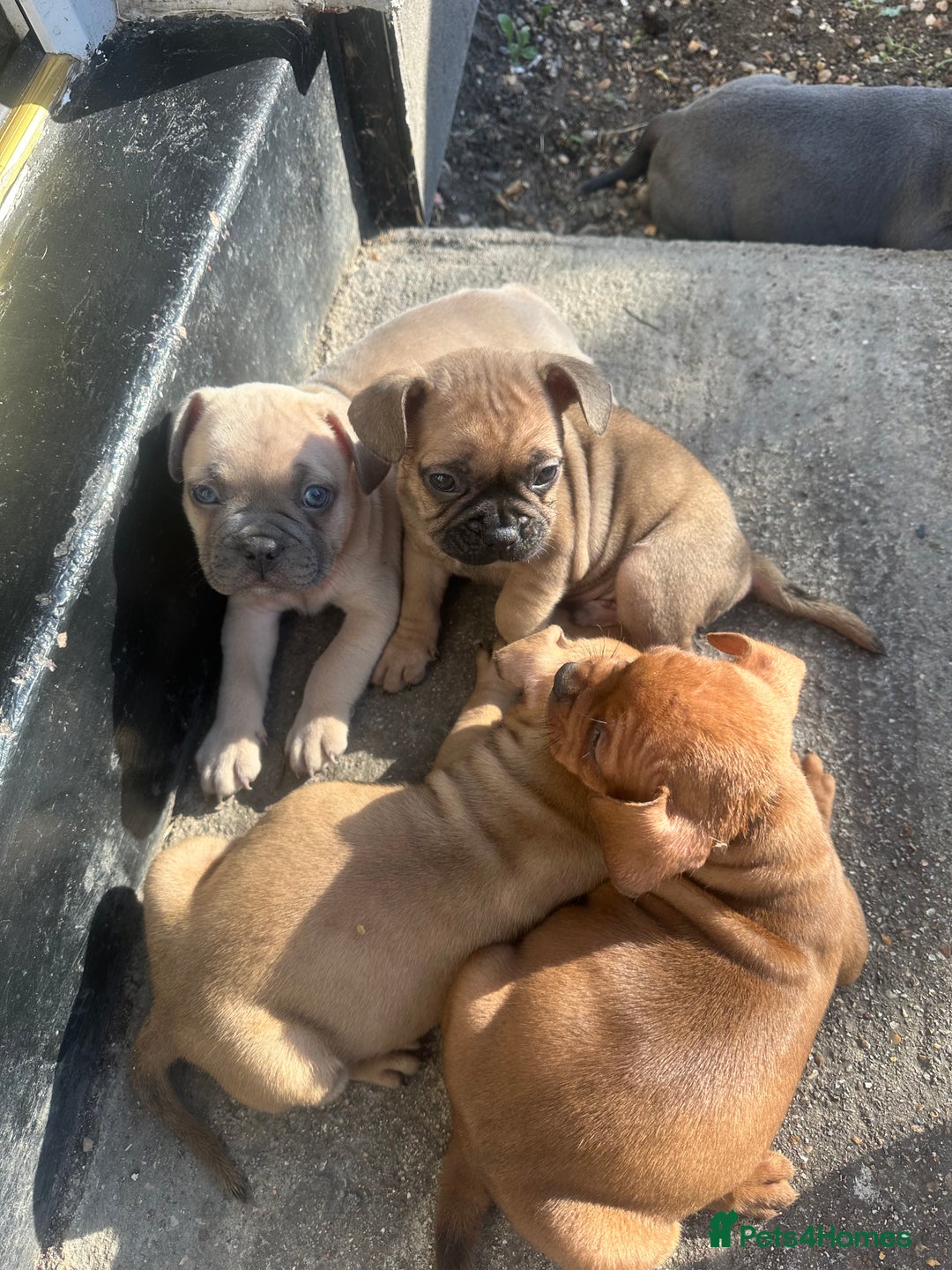 Mixed Breed dogs for sale: French bulldog X English bulldog cross breed  - Image 6