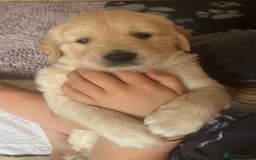 Golden Retriever dogs for sale: Beautiful KC Registered Golden Retriever Puppies - Image 6