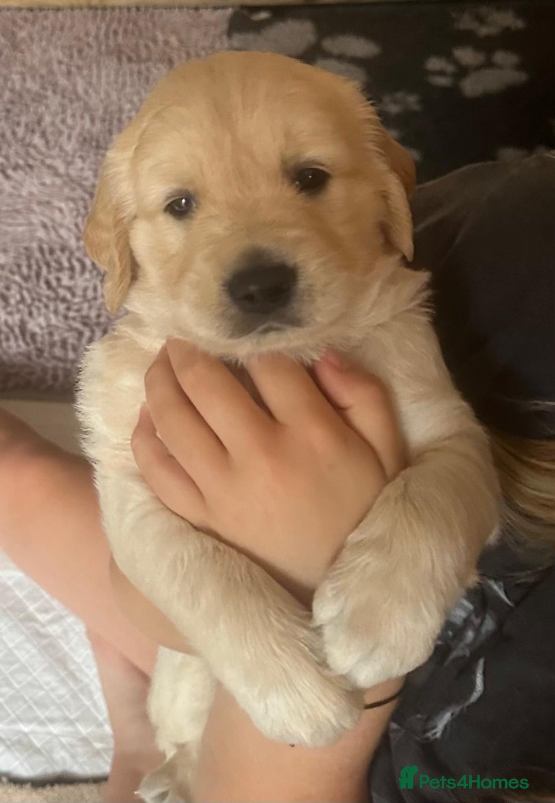 Golden Retriever dogs for sale: Beautiful KC Registered Golden Retriever Puppies - Image 6