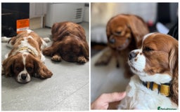 Cavalier King Charles Spaniel dogs for sale: Champion line Cavalier Pups -  **Waiting List** - Image 2