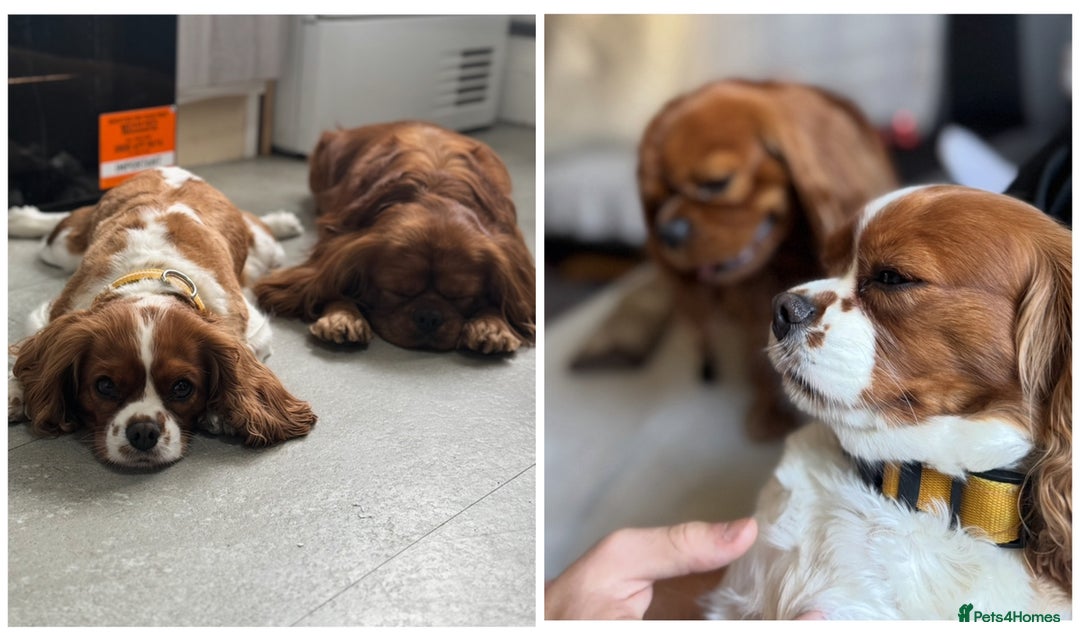 Cavalier King Charles Spaniel dogs for sale: Champion line Cavalier Pups -  **Waiting List** - Image 2