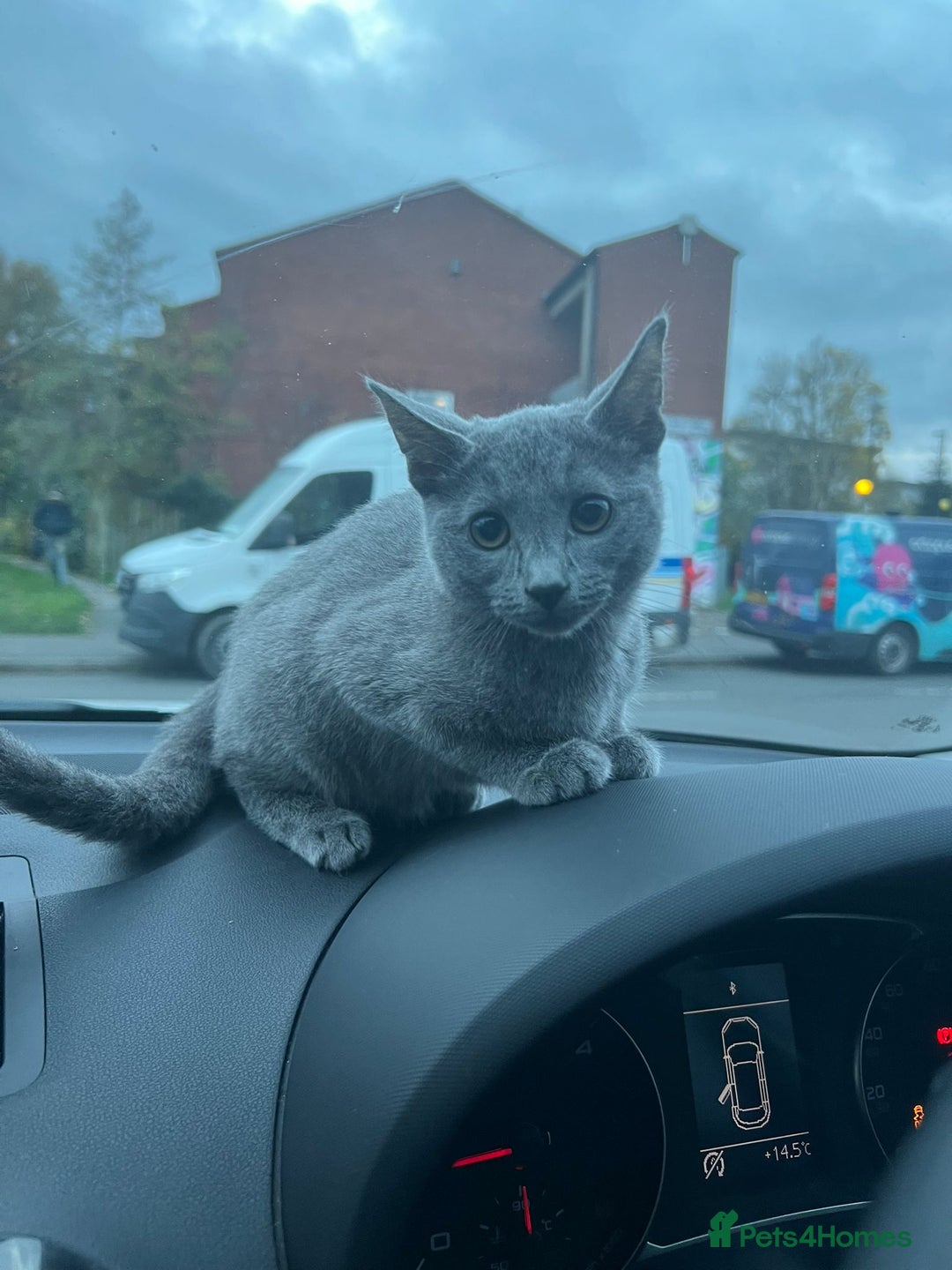 Russian Blue cats for sale: Gorgeous Championship Russian blue kittens  - Advert 27