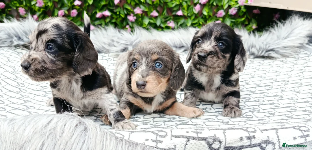Dachshund dogs for sale: QUALITY LH/SMOOTH MIN DAXIS KC REG PRA CLR - Advert 19