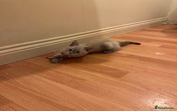 Mixed Breed cats for sale: 4 friendly kittens, ready now. - Image 8