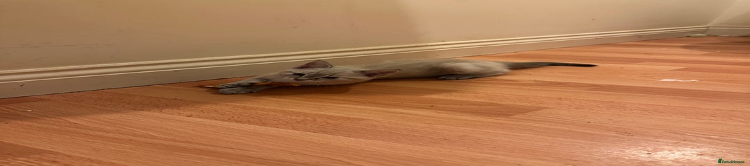 Mixed Breed Kitten 4