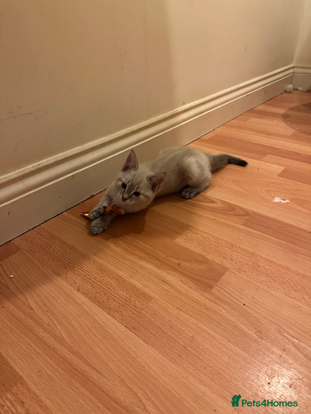 Mixed Breed cats for sale: 4 friendly kittens, ready now. - Image 8