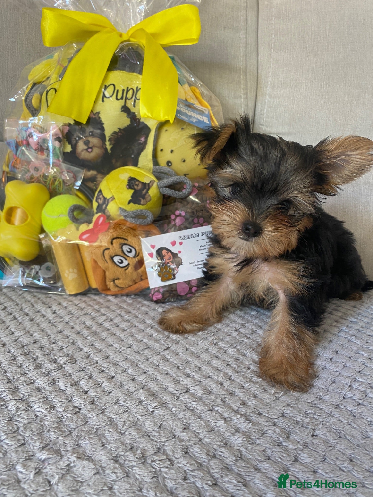 Yorkshire Terrier dogs Beautiful small Yorkshire Terrier Pedigree  - Advert 3
