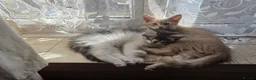 Maine Coon cats for sale: Beautiful and playful half Maine coon kittens  - Advert 10
