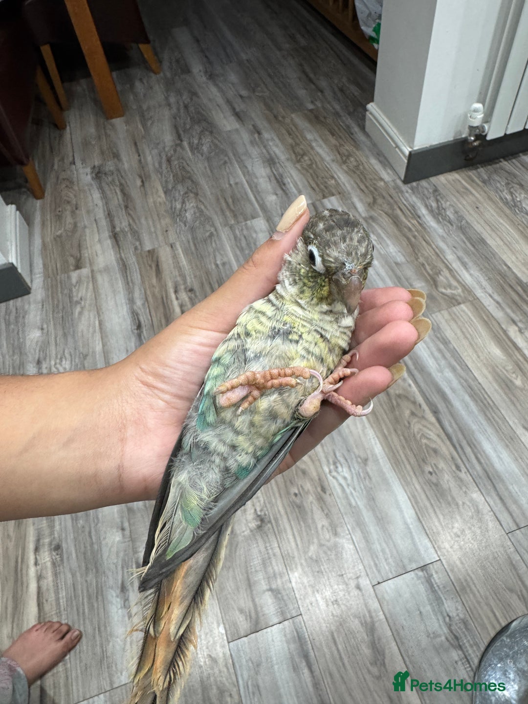 Conures birds for sale: Tamed hand-fed baby conure - Image 2