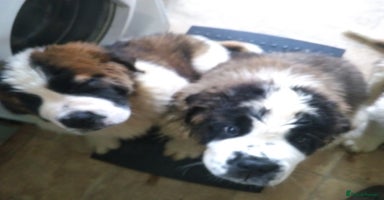 Saint Bernard dogs St.Bernard puppies due late December - Advert 10