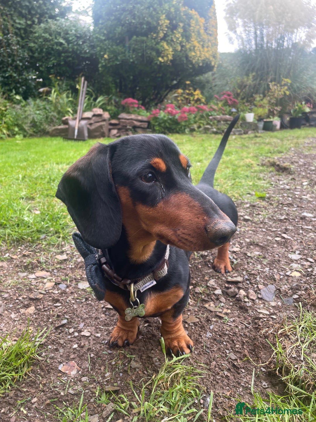 Miniature Dachshund dogs for stud: Black and Tan Dachshund for Stud  - Image 7