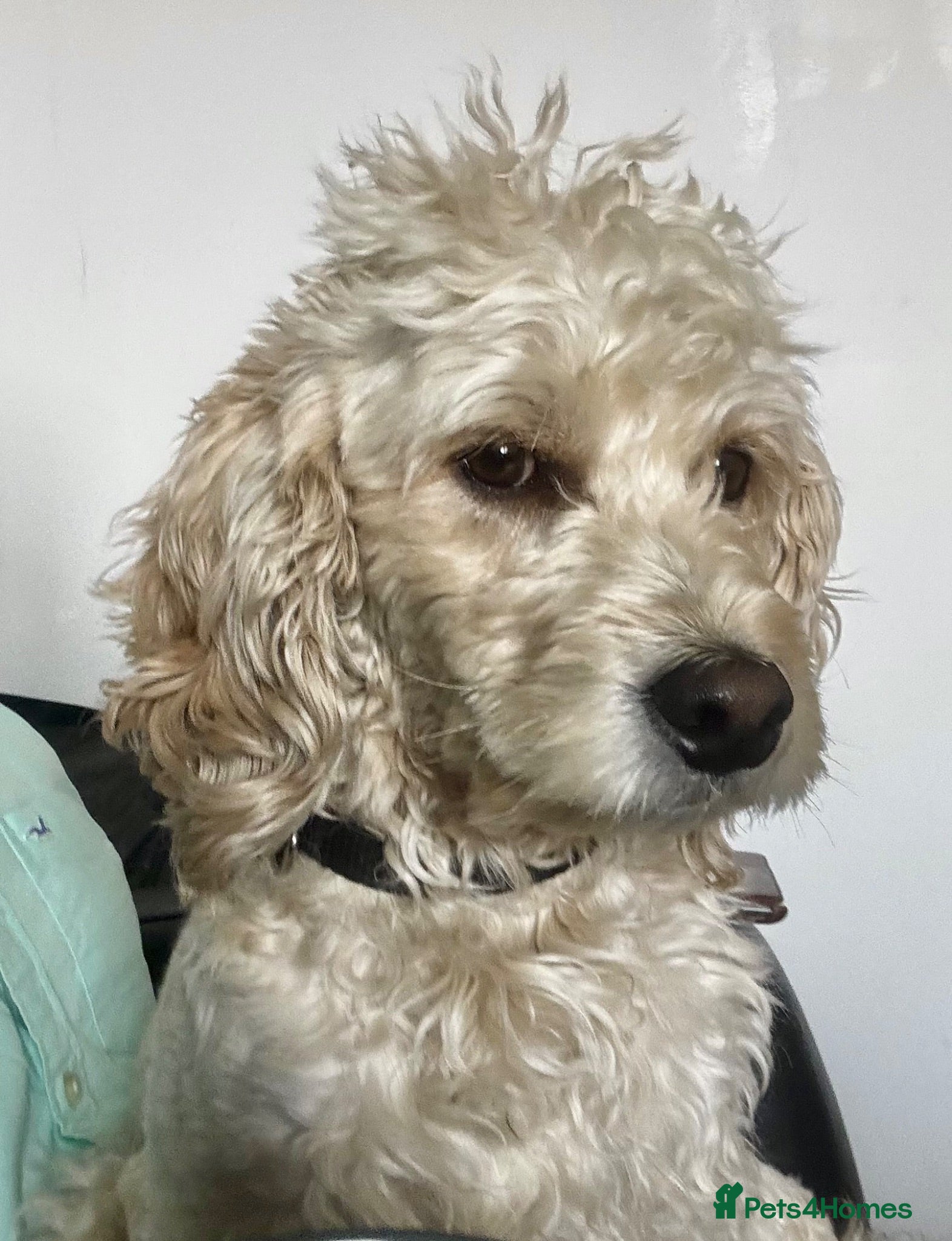 Cockapoo dogs Ralf.  - Advert 19