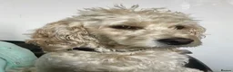 Cockapoo dogs for stud: Ralf.  - Advert 1
