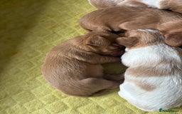 Cavalier King Charles Spaniel dogs for sale: Pugalier Pups ready for their new home!  - Image 32