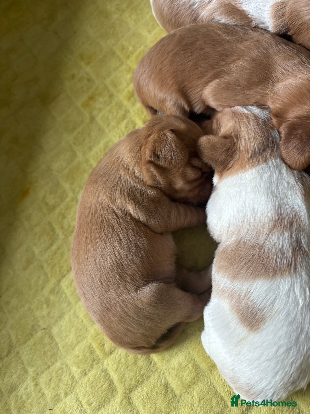 Cavalier King Charles Spaniel dogs for sale: Pugalier Pups ready for their new home!  - Image 32