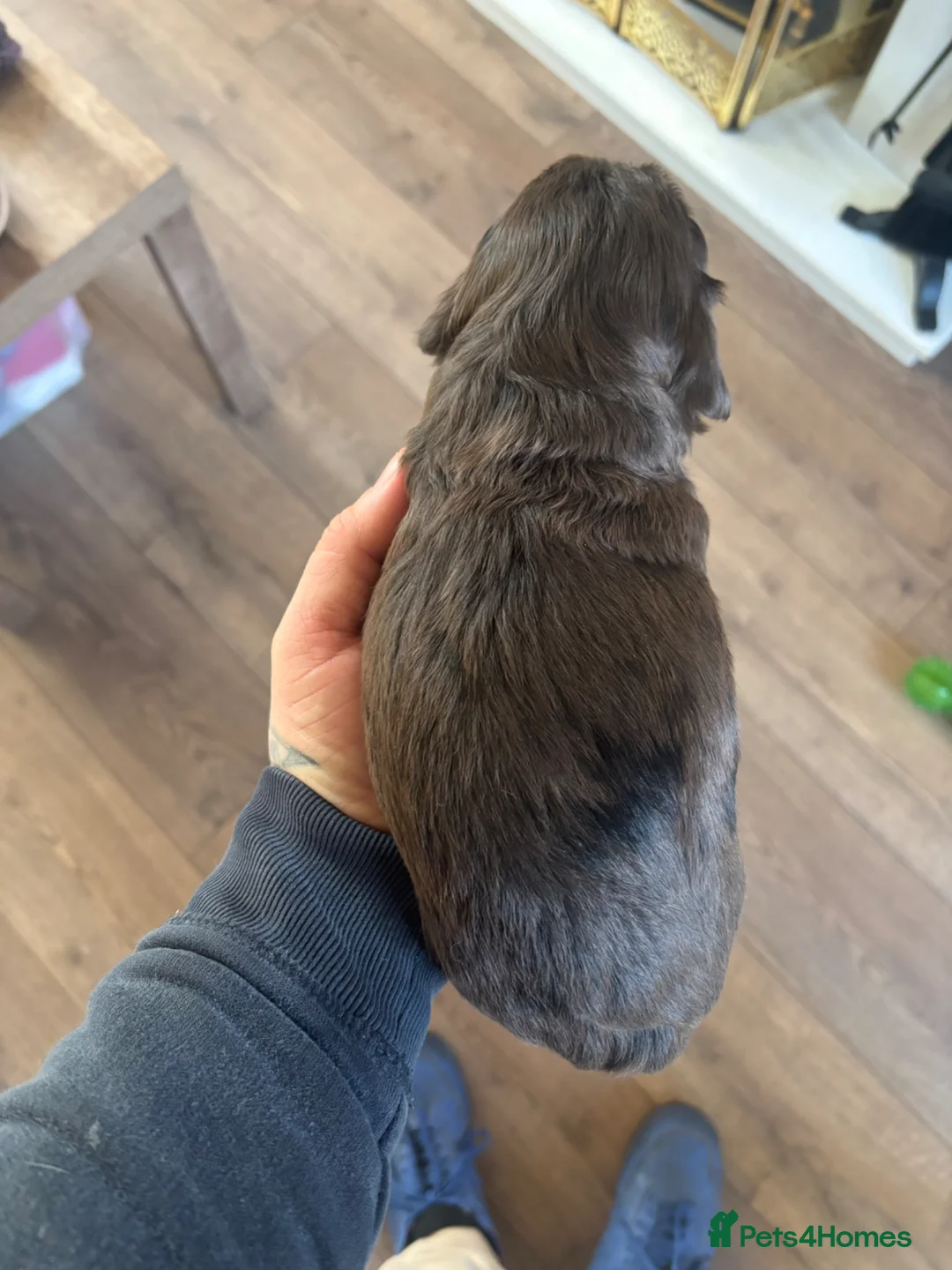 Mixed Breed dogs for sale: Cockapoo Dutchhound  in Ware - Advert 18