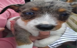 Jack Russell dogs for sale: Jackrussel  - Image 1