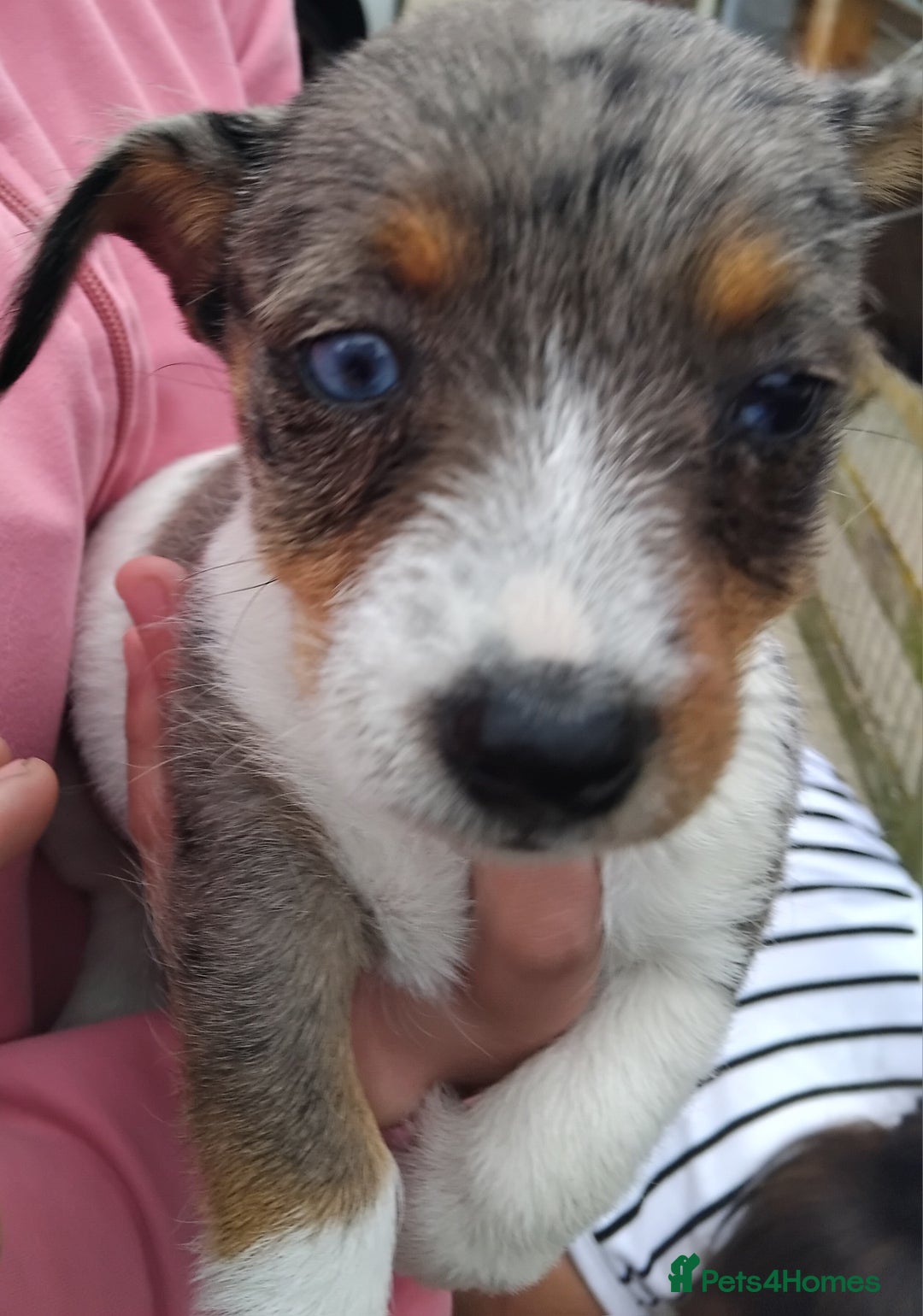 Jack Russell dogs for sale: Jackrussel  - Image 1