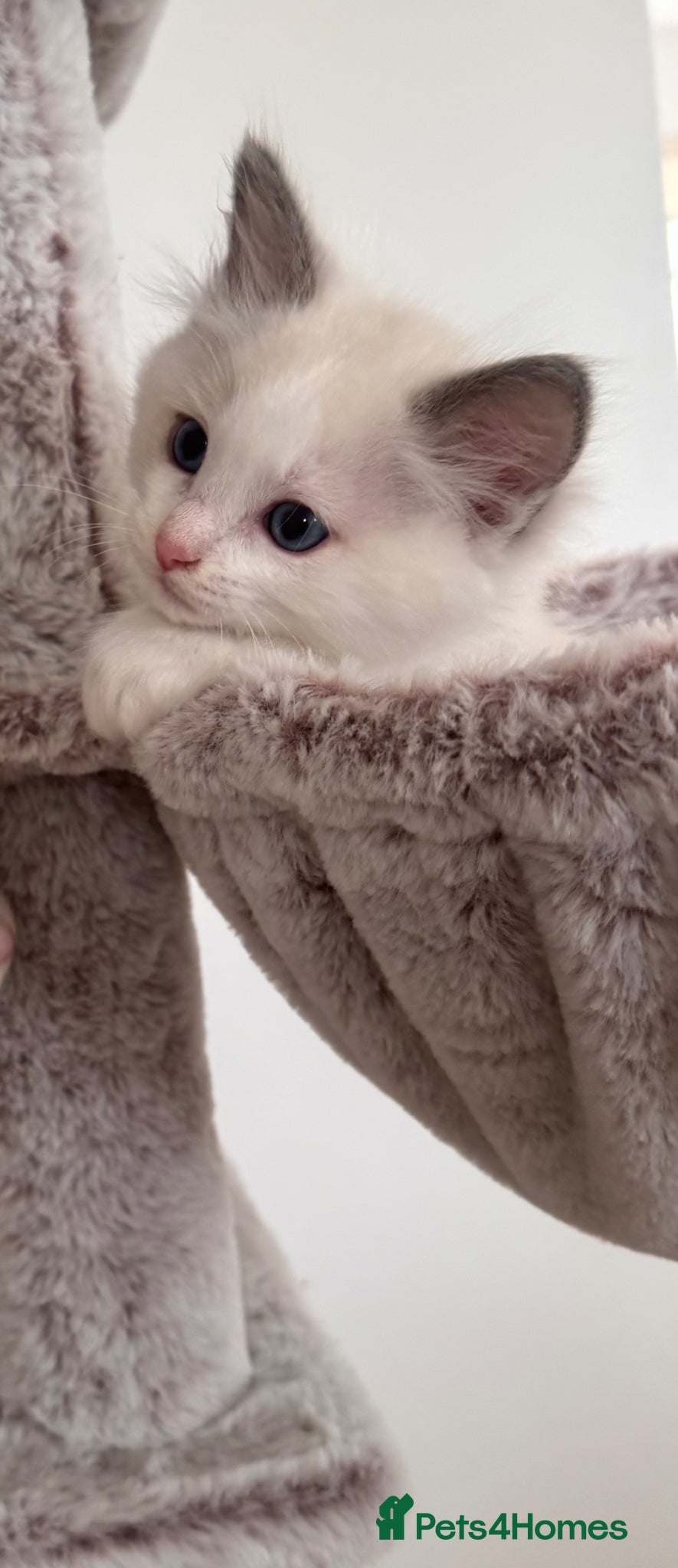 Ragdoll cats Stunning Bi-Colour Ragdoll Kittens – 7 Available   - Advert 2