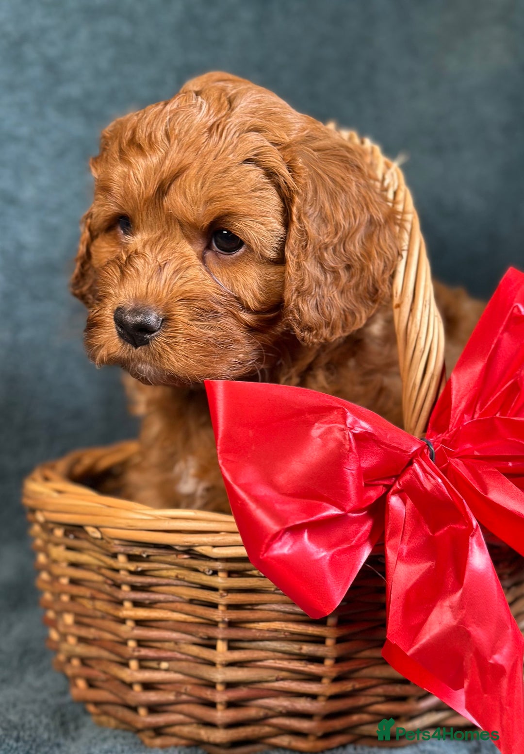 Cavapoo dogs for sale: F1B Cavapoo health tested boutique breeder - Image 5