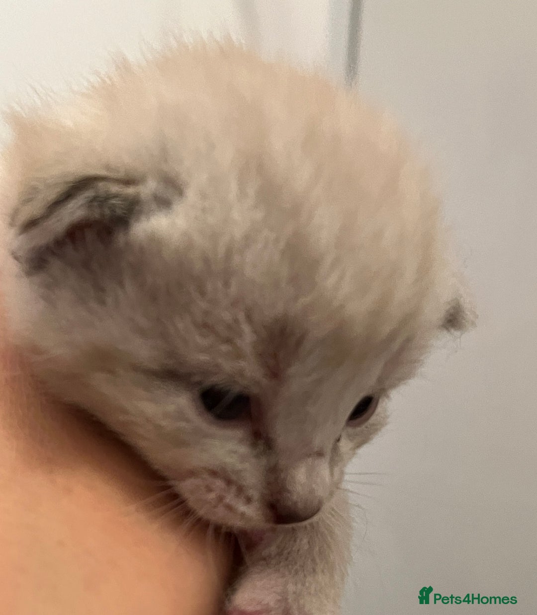 Mixed Breed cats for sale: Stunning cream tabby girl & 2 tabby boy kittens - Image 4
