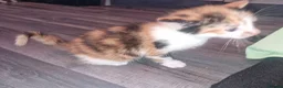 Mixed Breed cats for sale: Beautiful kittens ready soon in Glasgow - Advert 8