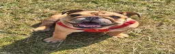English Bulldog dogs for sale: KC registered female English bulldog  - Advert 3