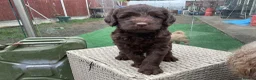 Australian Labradoodle dogs for sale: 🌈 Waiting List Open RAINBOW litter due mid August - Advert 7