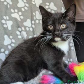 Mixed Breed cats Lady Bas RatsAlot (Basmina) - Advert 1