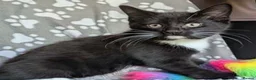 Mixed Breed cats for adoption: Lady Bas RatsAlot (Basmina) - Advert 1