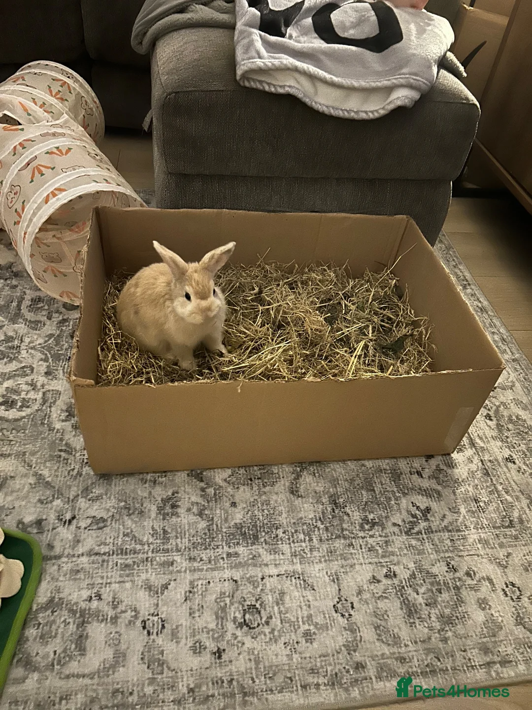 Mixed Breed rabbits for sale: Rabbit for sale  in Oldbury - Advert 2
