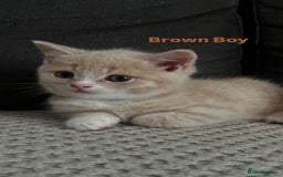Mixed Breed cats for sale: 3 Cream Mixed Shorthairs - Image 12