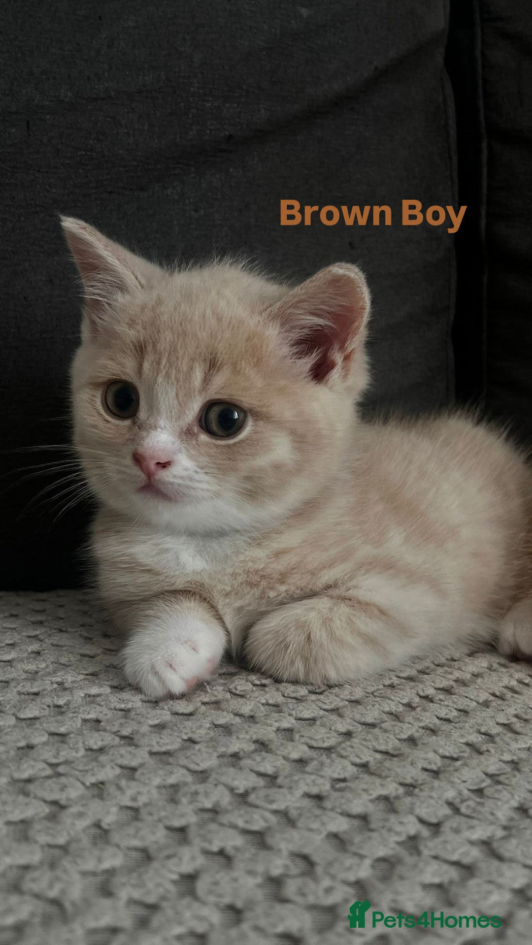 Mixed Breed cats for sale: 3 Cream Mixed Shorthairs - Image 12