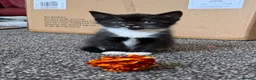Bombay cats for sale: Beautiful Bombay x BSH Tuxedo Kittens in Bury - Advert 1