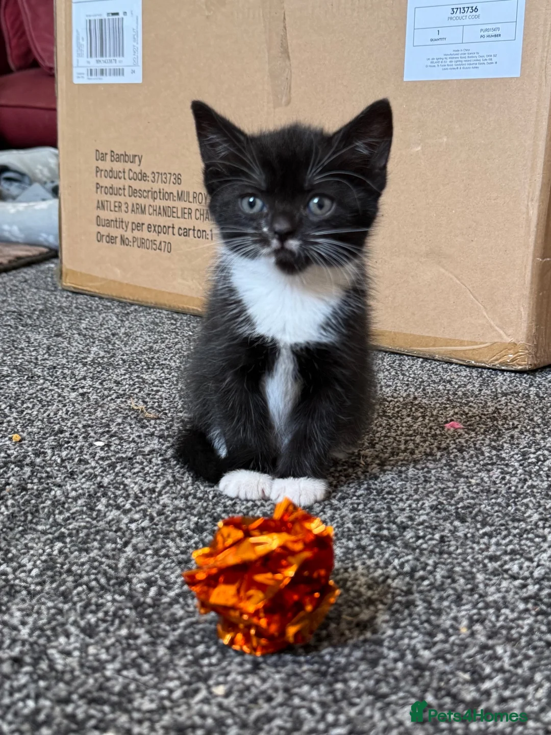Bombay cats for sale: Beautiful Bombay x BSH Tuxedo Kittens in Bury - Advert 1