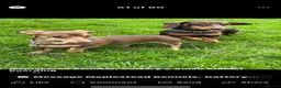 Miniature Dachshund dogs for sale: 2x adult minute dachund  - Advert 11