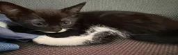 Turkish Angora cats for sale: 2 babies looking for their forever homes  - Advert 5
