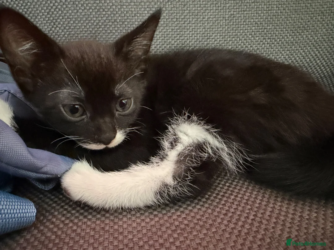 Turkish Angora cats for sale: 2 babies looking for their forever homes  - Advert 5
