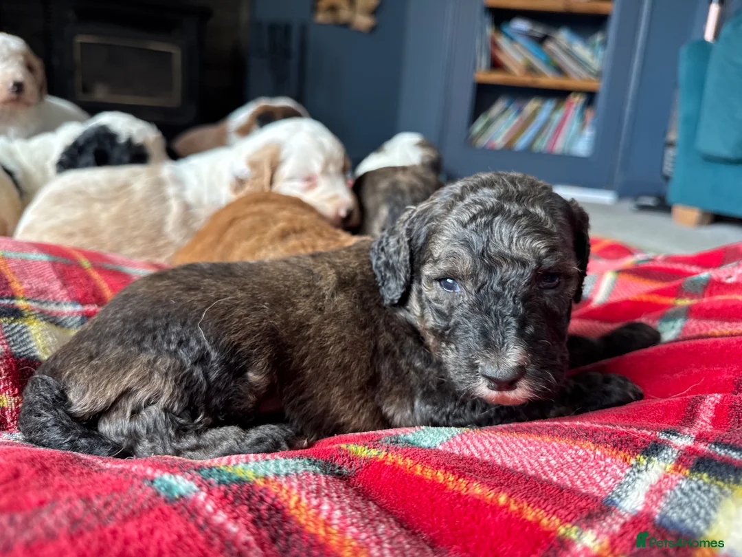 Bernedoodle dogs for sale: Outstanding Bernedoodle F1bs - Advert 37