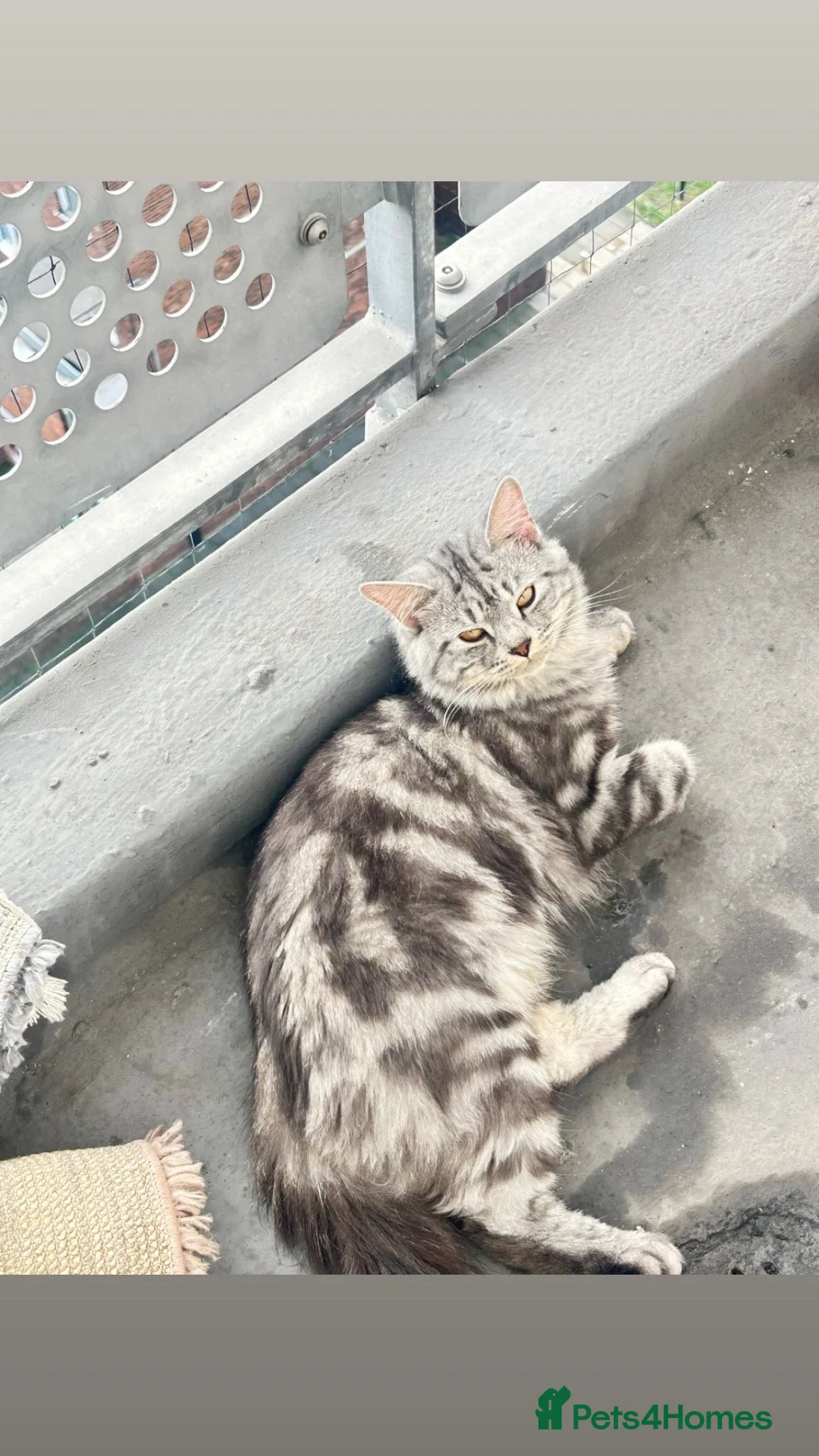 Mixed Breed cats for sale: Angora/mainecoon mix - Advert 7