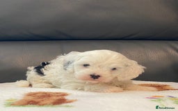 Cavapoo dogs for sale: Super cute, health tested, friendly Cavapoo pups  - Image 13