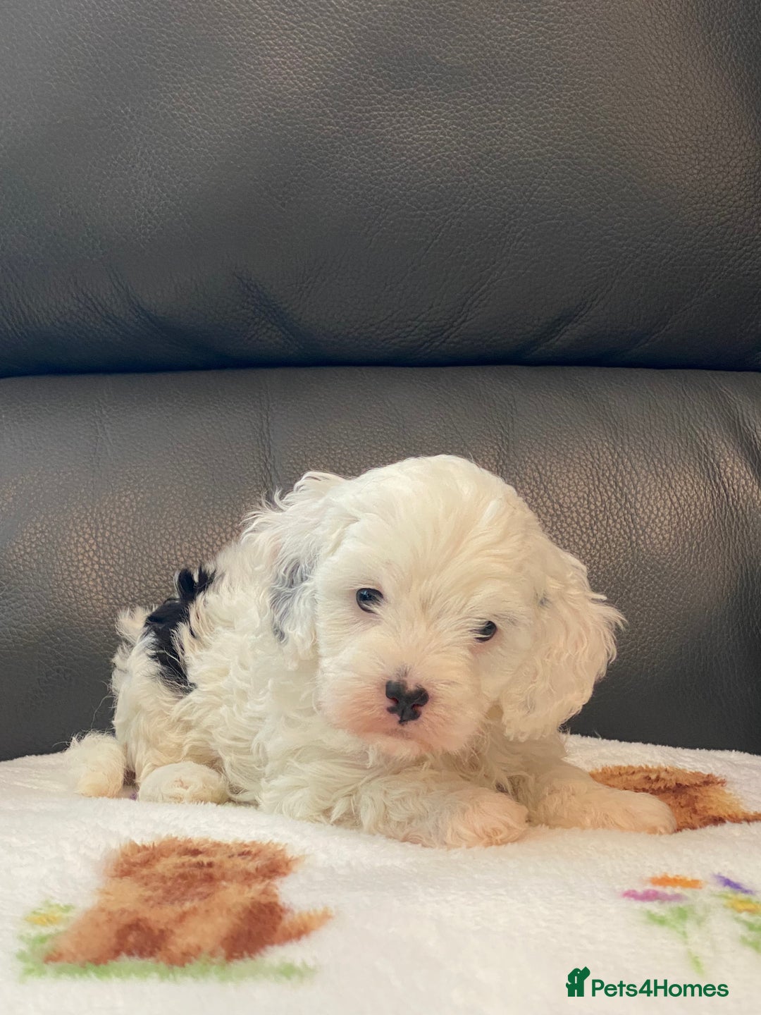 Cavapoo dogs for sale: Super cute, health tested, friendly Cavapoo pups  - Image 13