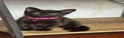 Mixed Breed cats for sale: Russian Black girl in Nottingham - Advert 5
