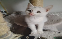 Mixed Breed cats for sale: Mircochipped female white kitten  - Image 7