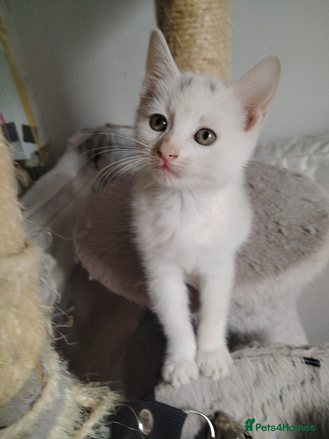 Mixed Breed cats for sale: Mircochipped female white kitten  - Image 7