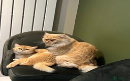 Mixed Breed cats for sale: Mix cat to sell - Image 6