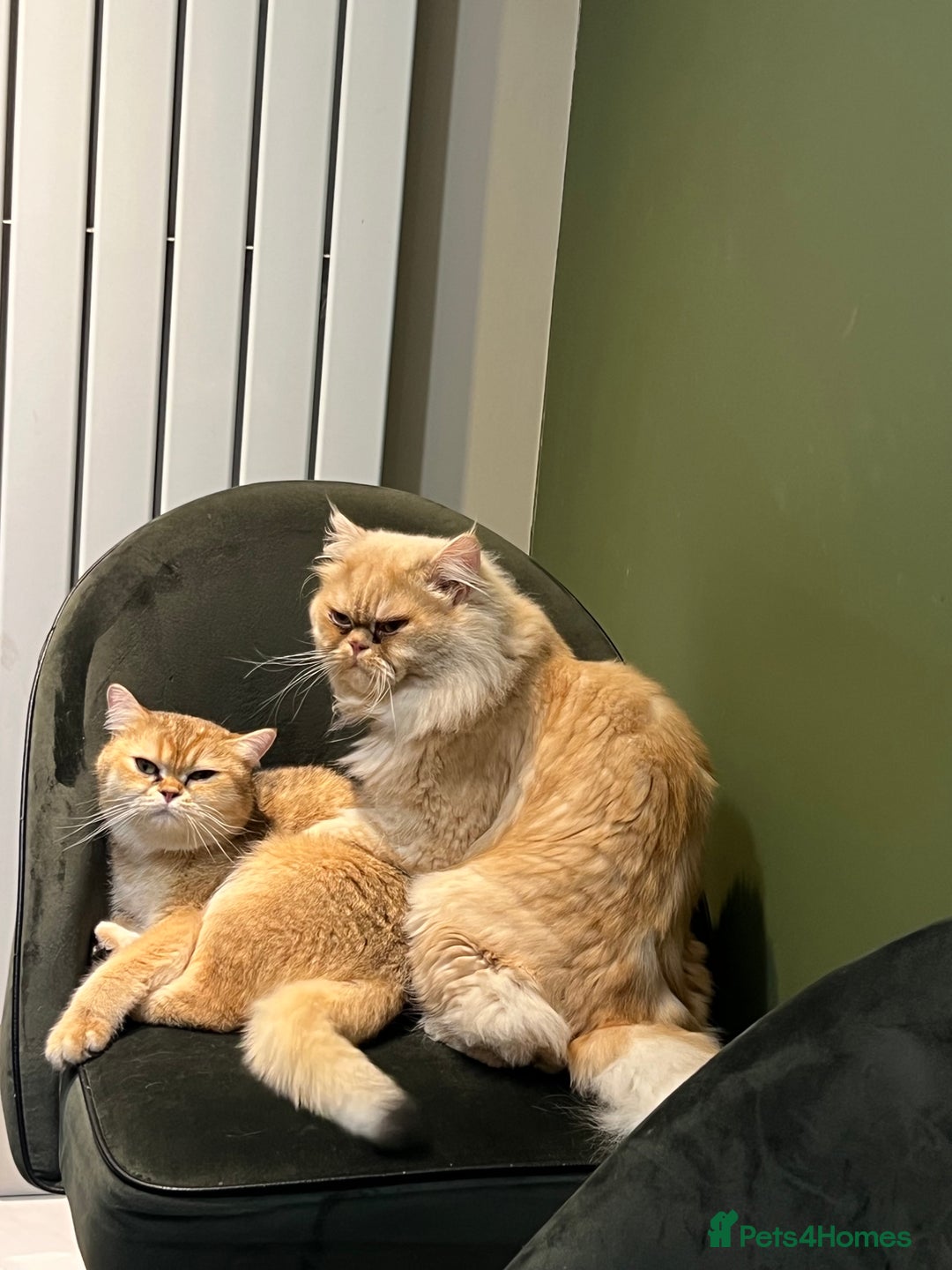 Mixed Breed cats for sale: Mix cat to sell - Image 6