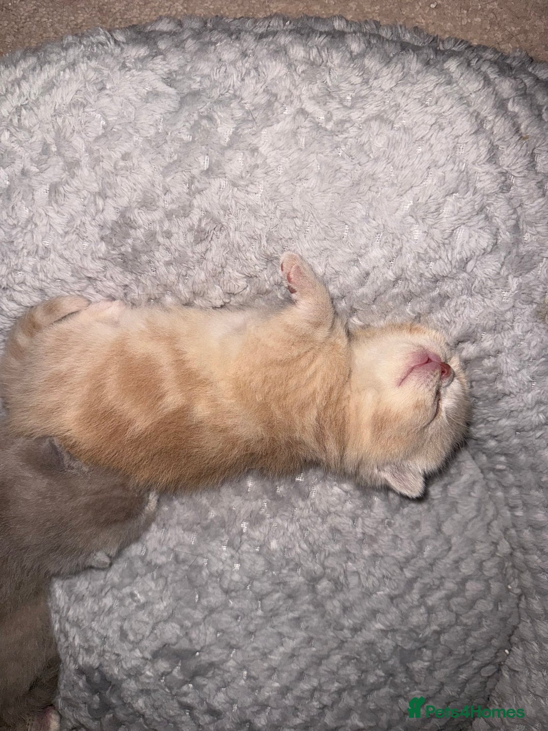 Scottish Fold cats for sale: 3 Adorable Scottish Fold Kittens🩷💙🩷 - Image 25
