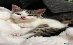 Mixed Breed cats for sale: Beautiful female kitten for sale - Advert 5